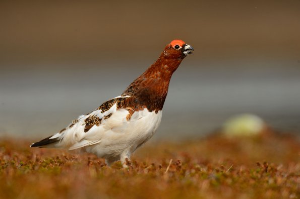 Pernice bianca nordica