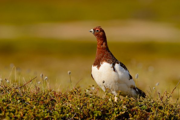 Pernice bianca nordica