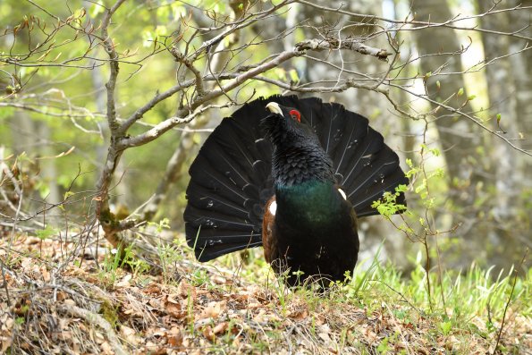 Gallo cedrone