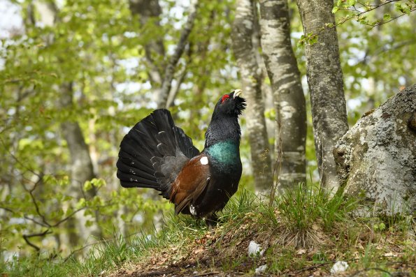 Gallo cedrone