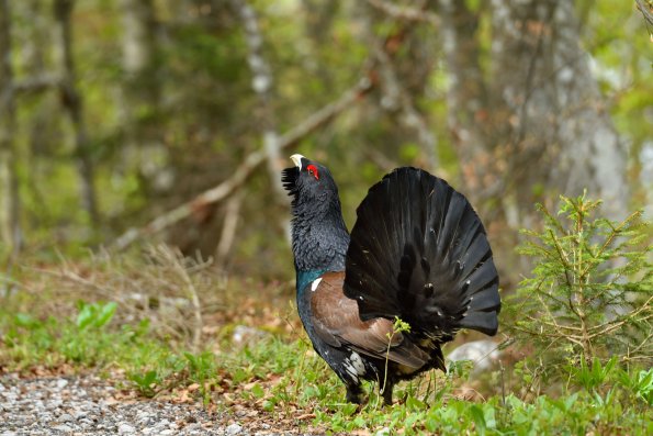Gallo cedrone