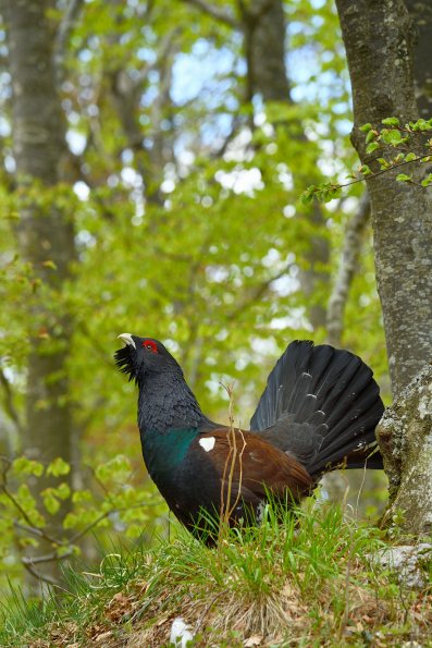 Gallo cedrone