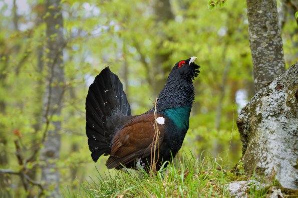 Gallo cedrone