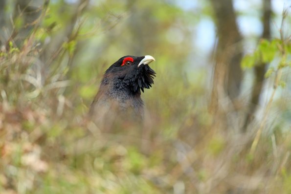 Gallo cedrone