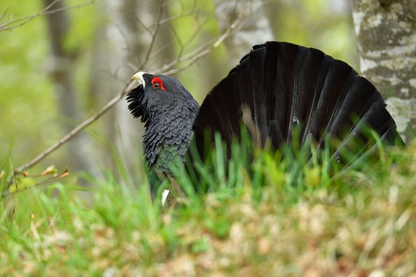 Gallo cedrone