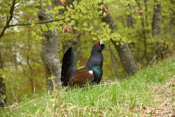 Gallo cedrone