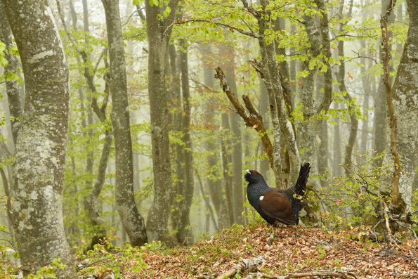 Gallo cedrone