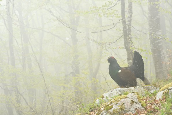 Gallo cedrone