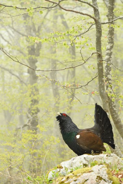 Gallo cedrone