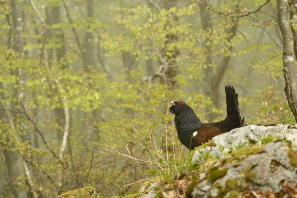 Gallo cedrone