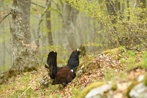 Gallo cedrone