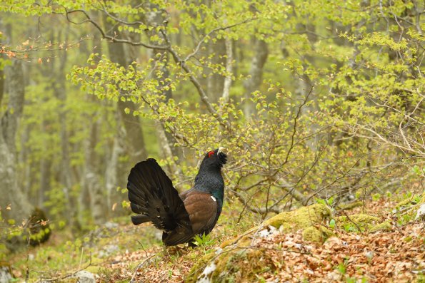 Gallo cedrone