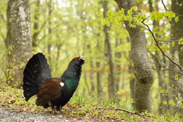 Gallo cedrone