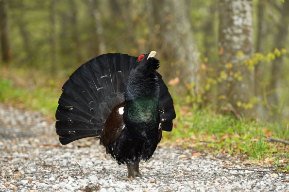 Gallo cedrone