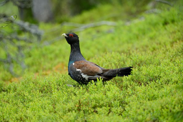 Gallo cedrone
