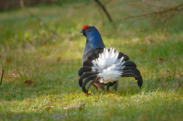 Fagiano di monte, o gallo forcello