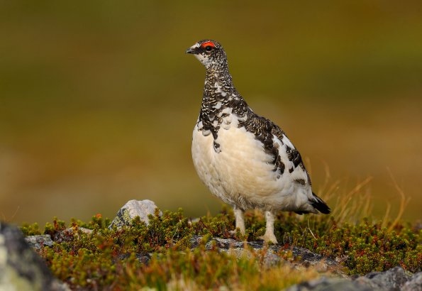 Pernice bianca 
