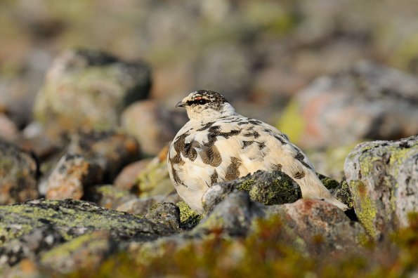 Pernice bianca 