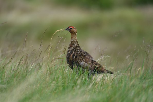 Pernice bianca di Scozia