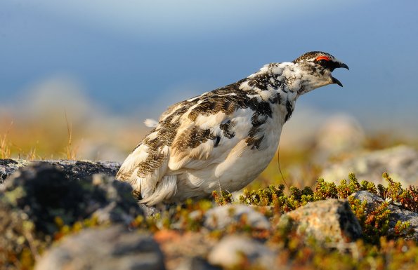 Pernice bianca 