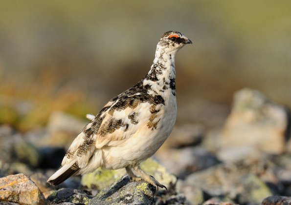 Pernice bianca 