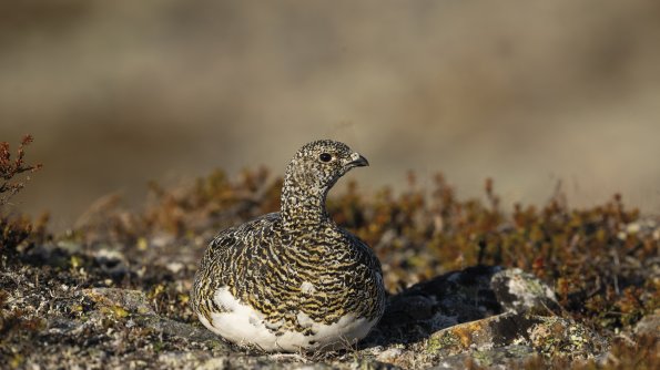 Pernice bianca 