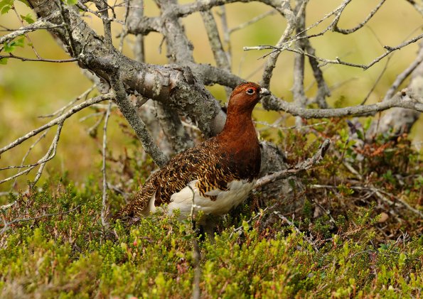 Pernice bianca nordica