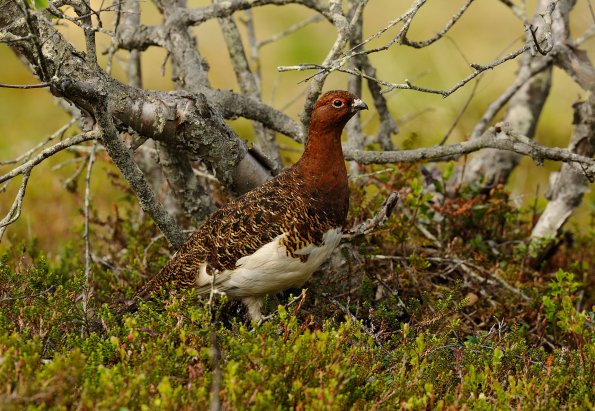 Pernice bianca nordica