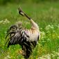 Gruiformes