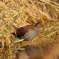 Gallinella d'acqua