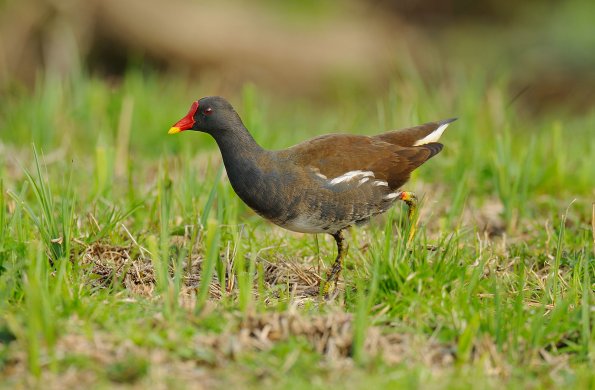 Gallinella d'acqua