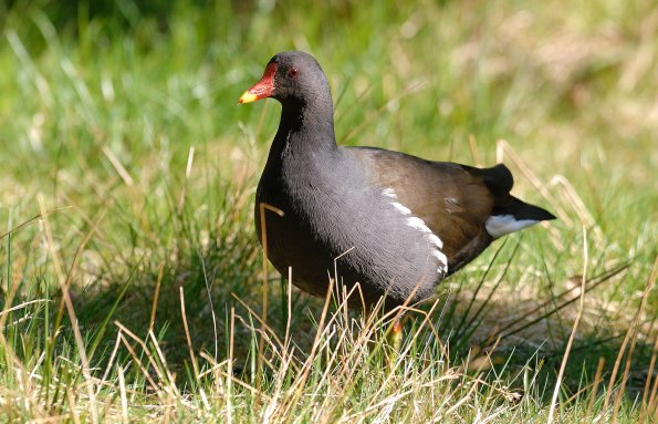 Gallinella d'acqua