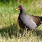 Gallinella d'acqua