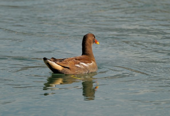 Gallinella d'acqua