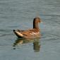Gallinella d'acqua