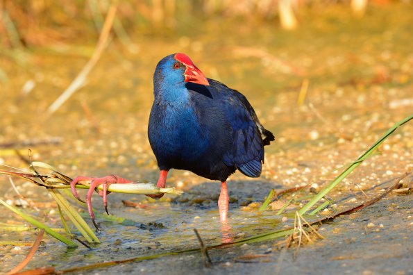 Pollo-sultano