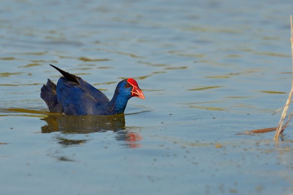 Pollo-sultano