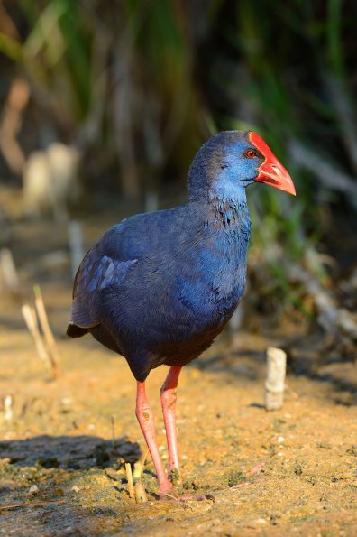 Pollo-sultano