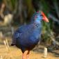 Pollo-sultano