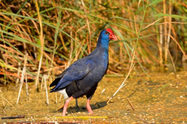 Pollo-sultano