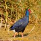 Pollo-sultano