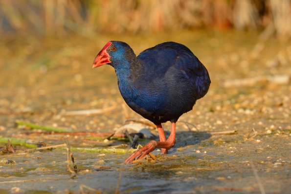 Pollo sultano