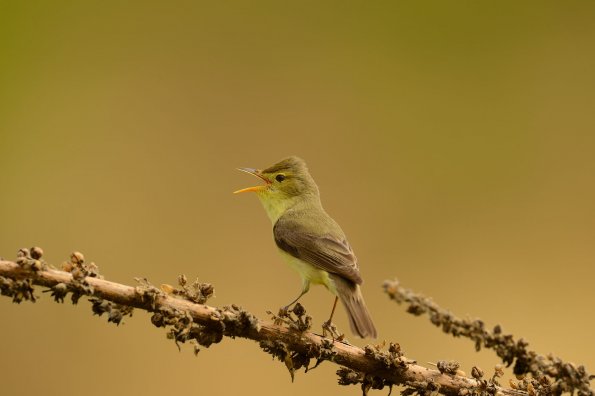 Canapino 