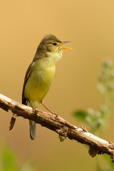 Canapino 
