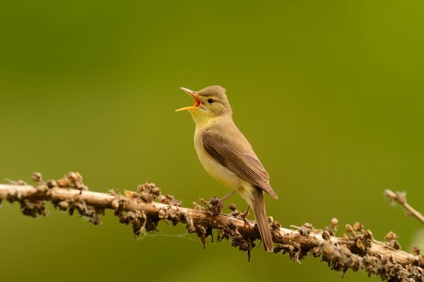 Canapino 