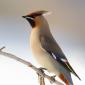 Bombycillidae