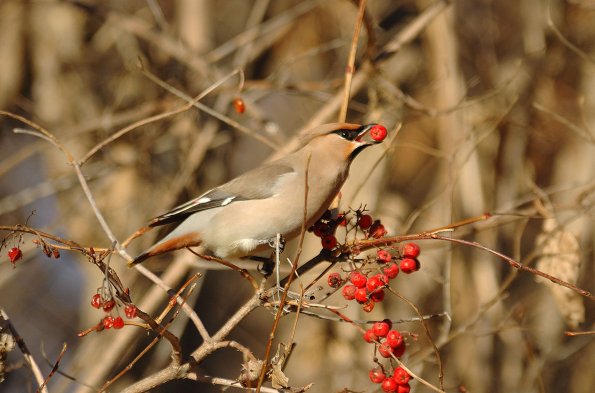 Beccofrusone