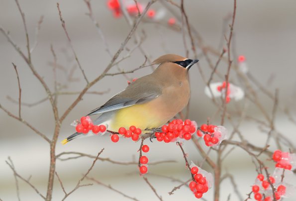 Cedar waxwing