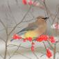 Cedar waxwing