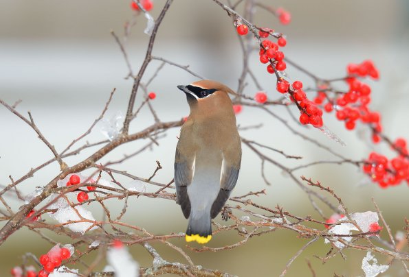 Cedar waxwing